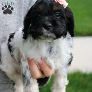 Tinkerbell, Cockapoo Puppy